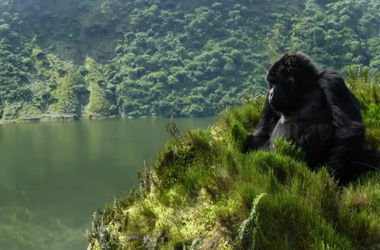Uganda Gorilla Trekking Guide 2025