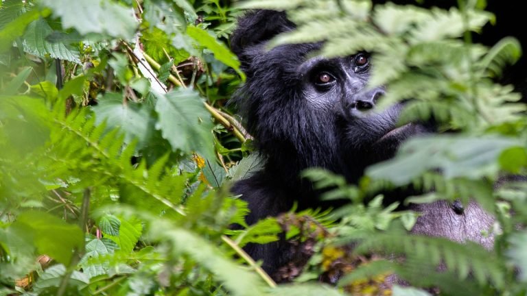 5 Top Reasons Why You Need to See Gorillas in Uganda