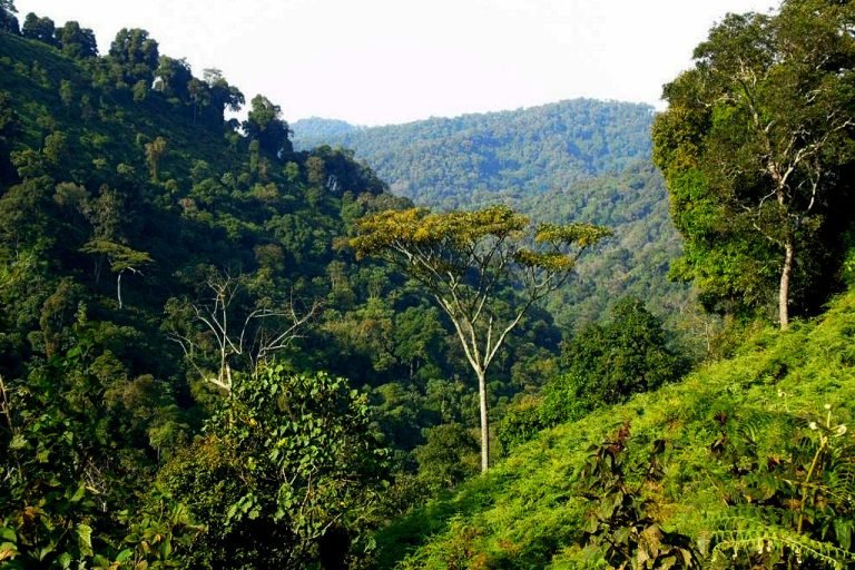 Why Visit Bwindi Impenetrable Forest National Park?