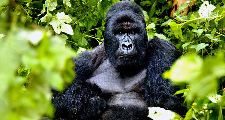 gorilla in volcanoes national park 