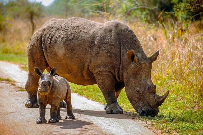 Mother Rhino and her baby at Ziwa Rhino Sanctuary