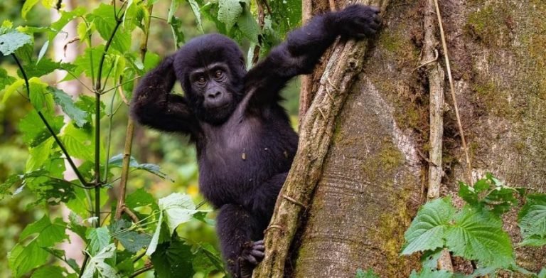 10 Fascinating Facts About Mountain Gorillas