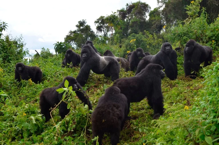 How purchase a permit for gorilla trekking in Uganda or Rwanda