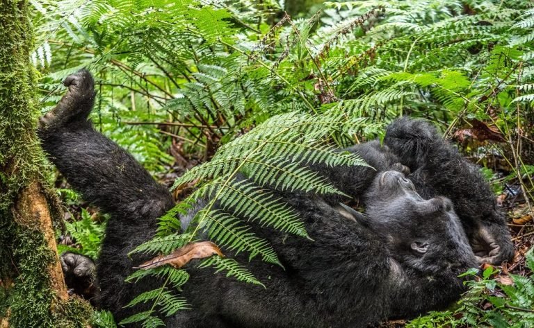 Exploring the Gorilla Tracking Regions of Bwindi Impenetrable Forest National Park