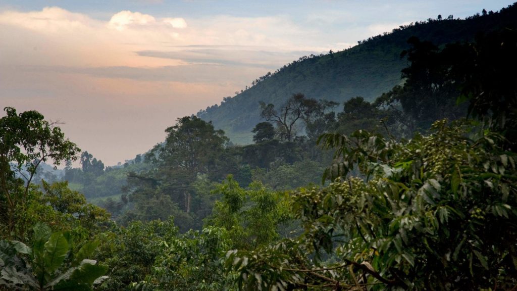 bwindi forest national park 