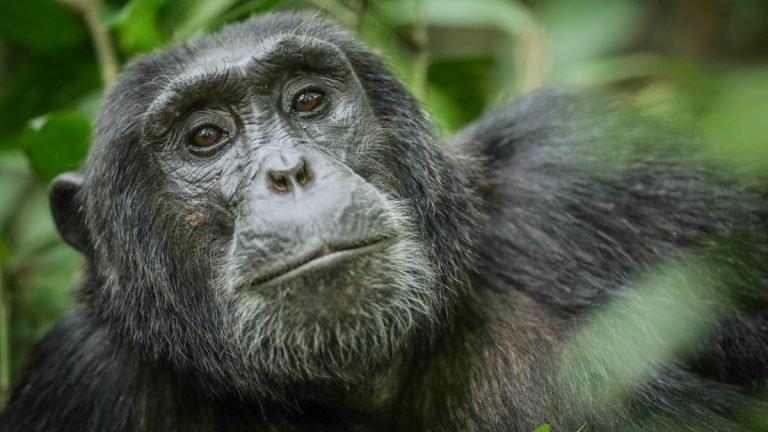 Chimpanzee Tracking in Uganda