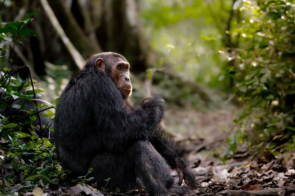 Chimpanzee Tracking in Uganda