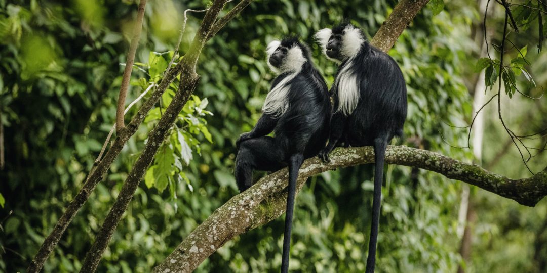 Colobus monkeys can also be seen during the primate trekking
