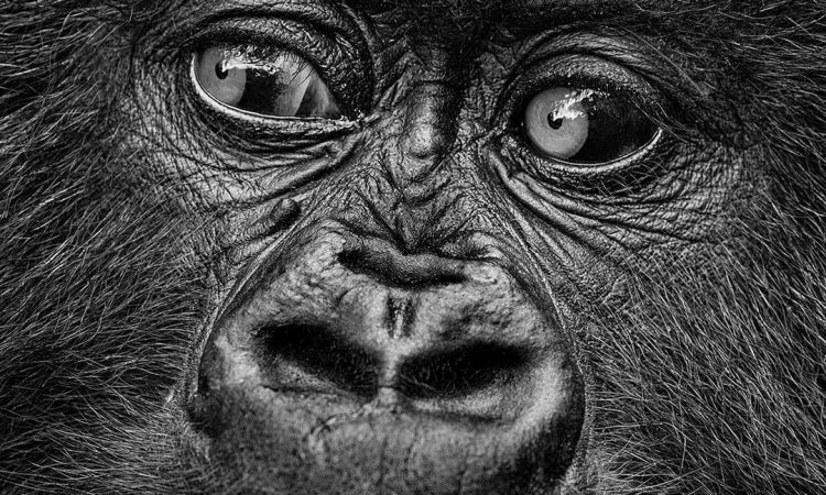 uganda gorilla habitution permits 
