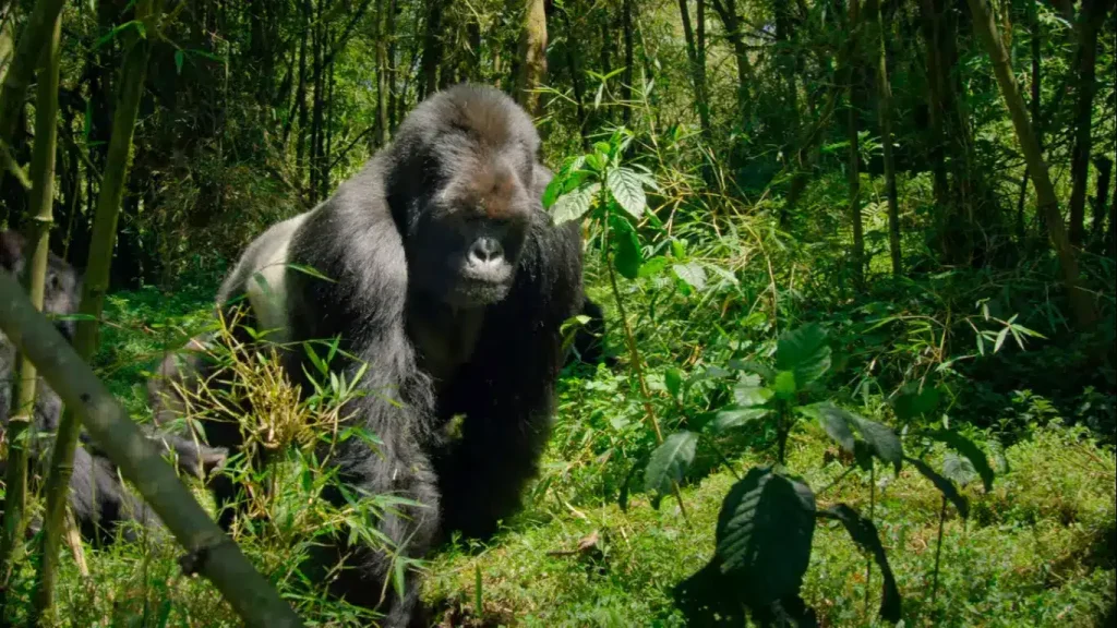 gorilla trek in mgahinga 