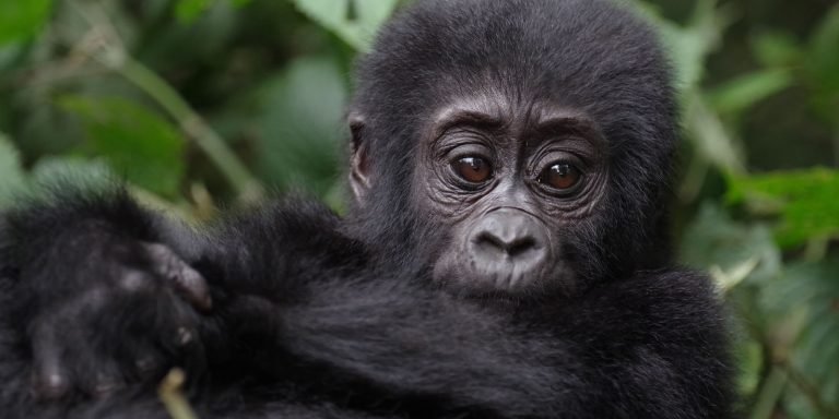 Experience the Magic of Gorilla Trekking in March