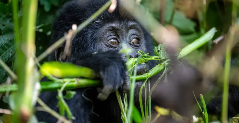 Uganda safari booking guarantees direct interaction with these gentle giants.