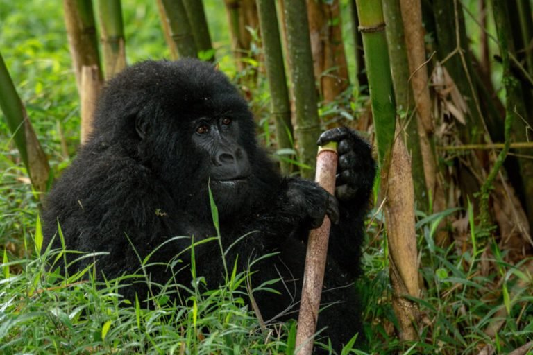  Year-Round Adventure: Gorilla Trekking in Uganda from January to December