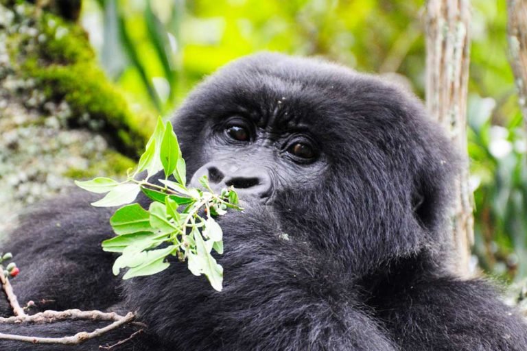 Dos and Don’ts of Gorilla Trekking