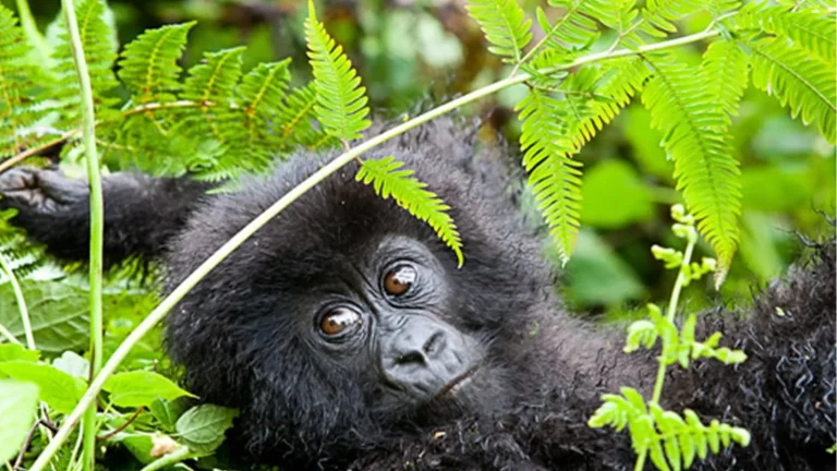 Last Minute Gorilla Tours and Permits in Uganda