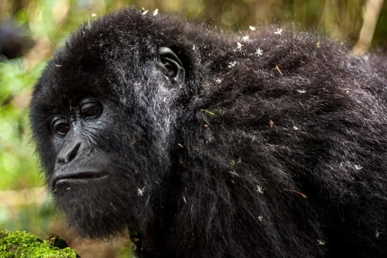 Discover the Hidden Gem: Gorilla Trekking in Mgahinga Gorilla National Park