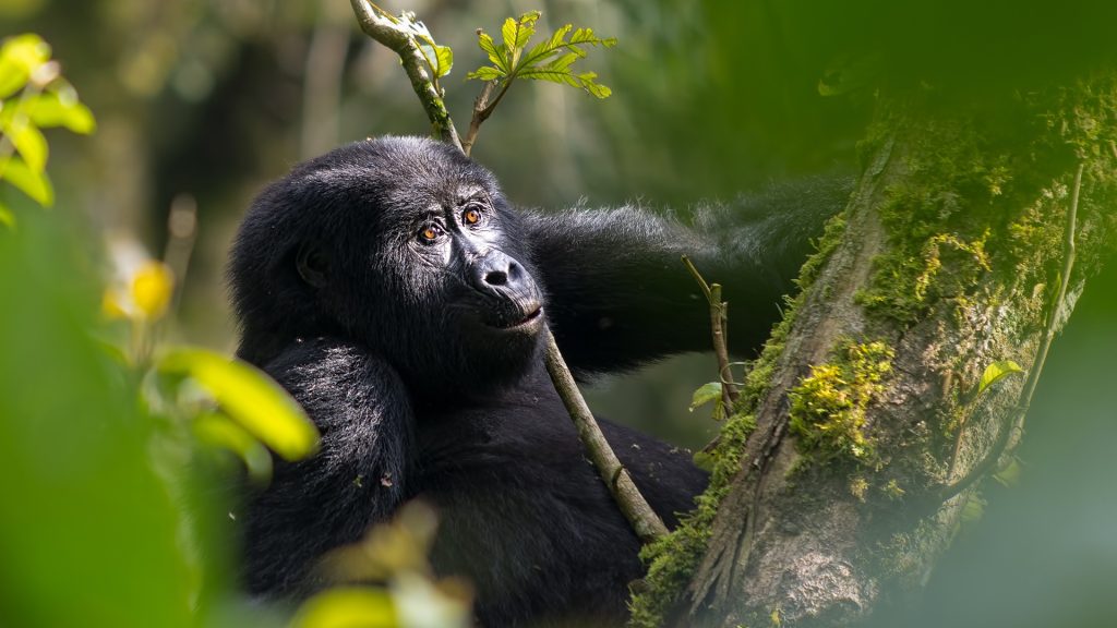 gorilla trekking 