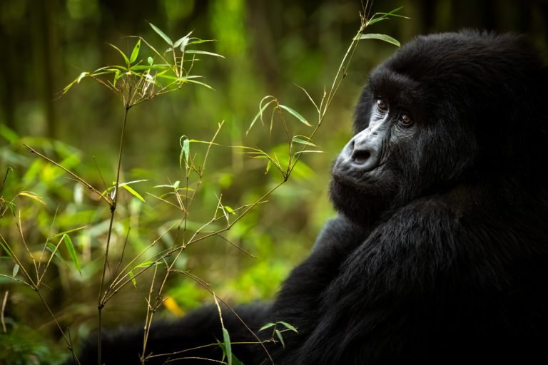 Rwanda Gorilla Trekking Safari