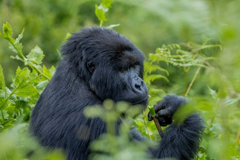 The Gorilla Habituation Process in Uganda