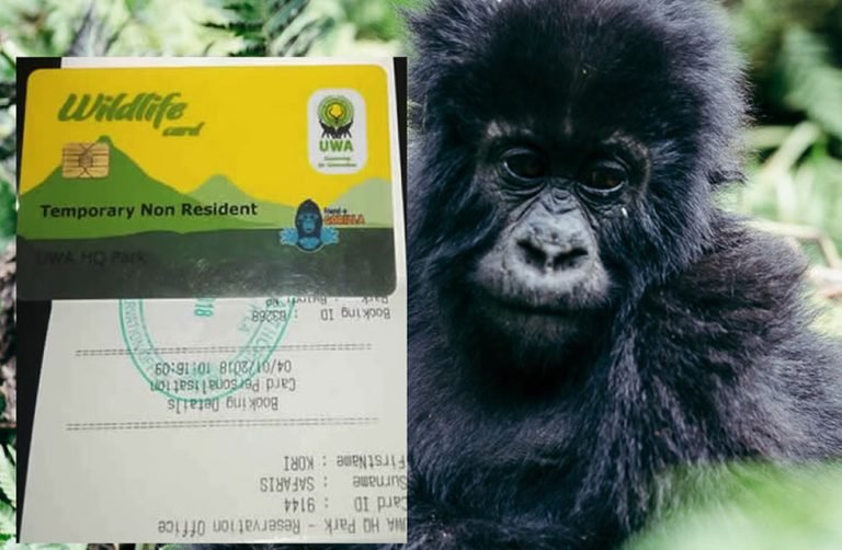 gorilla permit for uganda, Discounted gorilla safari in Uganda is one of the most searched travel experiences by tourists