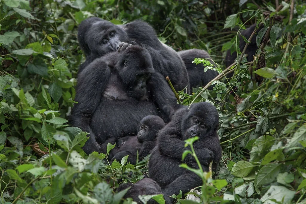 uganda gorilla fam 