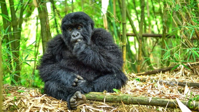 Your Essential Guide to Gorilla Trekking in Uganda