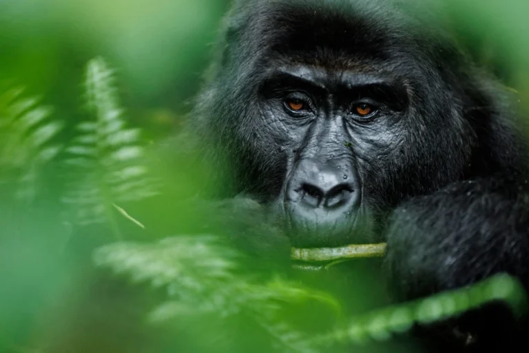 Capturing the Majesty of Gorillas : An In-Depth Guide to Gorilla Photography