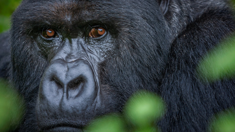 Unforgettable Gorilla Trekking Adventures in Uganda, Rwanda, and Congo