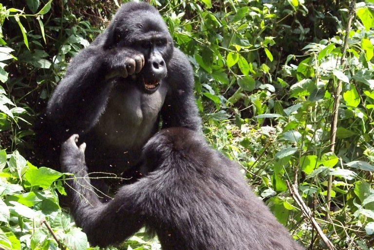 Weekend gorilla trekking safari