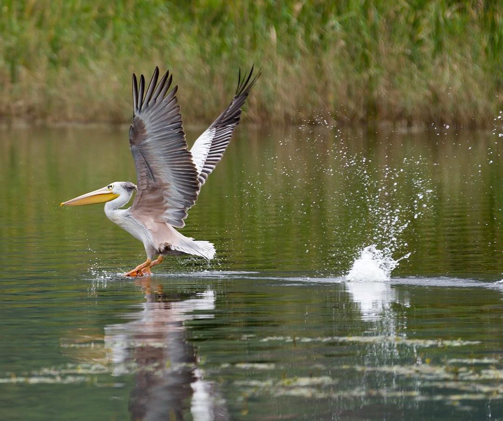 bird fishing on uganda lakes