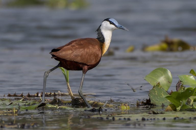 Birding in Murchison Falls National Park