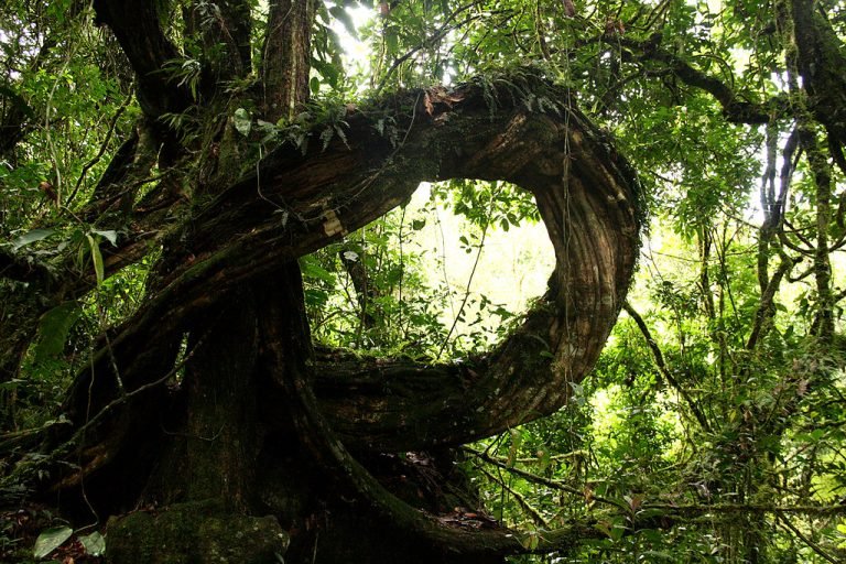 What makes the Rushaga sector of Bwindi Popular?
