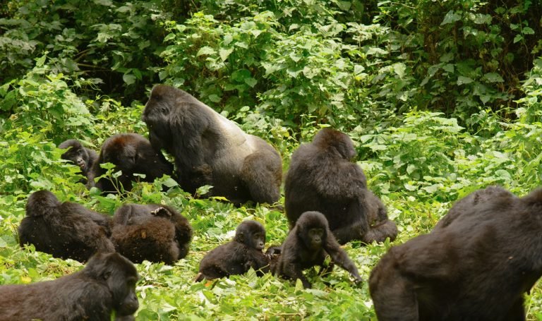 Which airlines fly from Entebbe to Bwindi?
