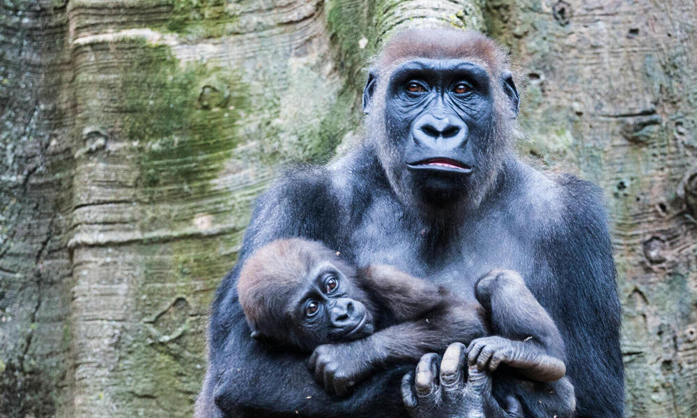 Cross-River Gorillas