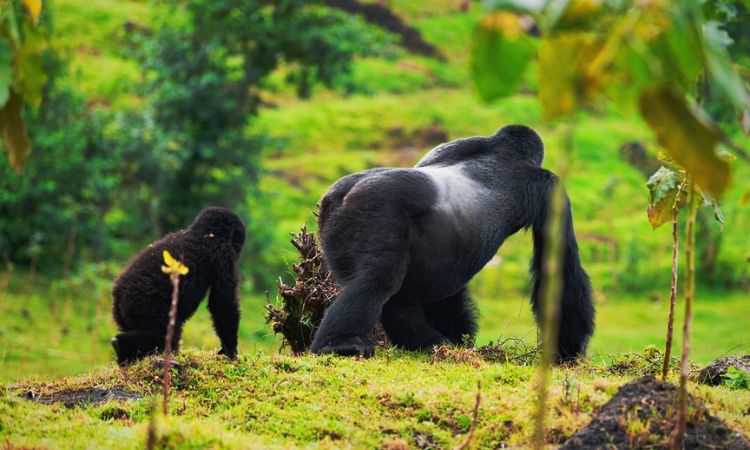 Discover the Mighty Silverback Gorilla