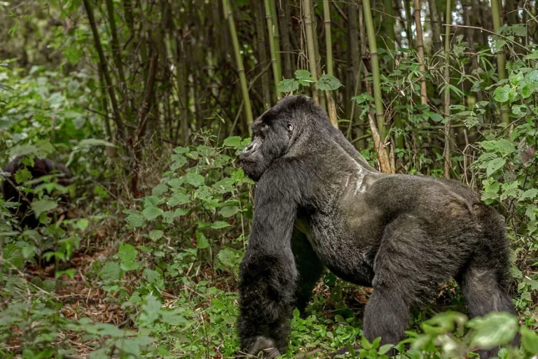 Discover the Mighty Silverback Gorilla