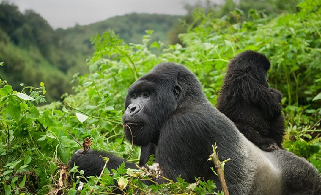 Weekend gorilla trekking safari