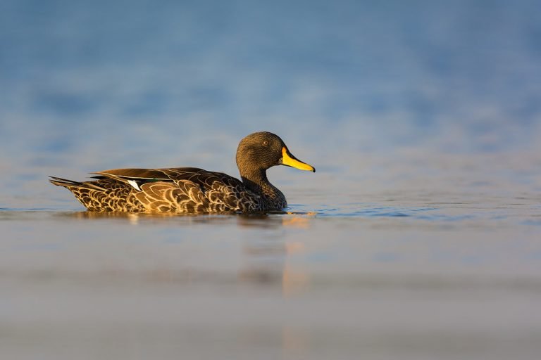 Birding in Mabamba Wetland