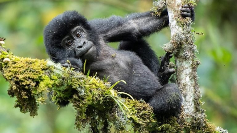 Rwanda gorilla safari bookings