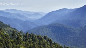 What makes the Rushaga sector of Bwindi Popular