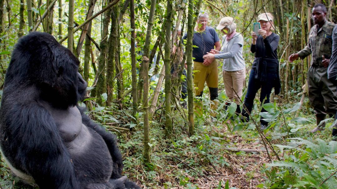 What time does gorilla trekking start