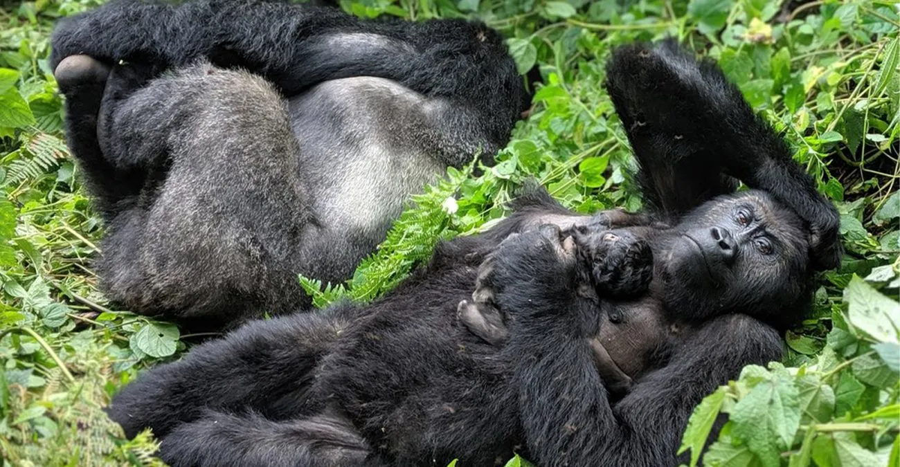 What time does gorilla trekking start