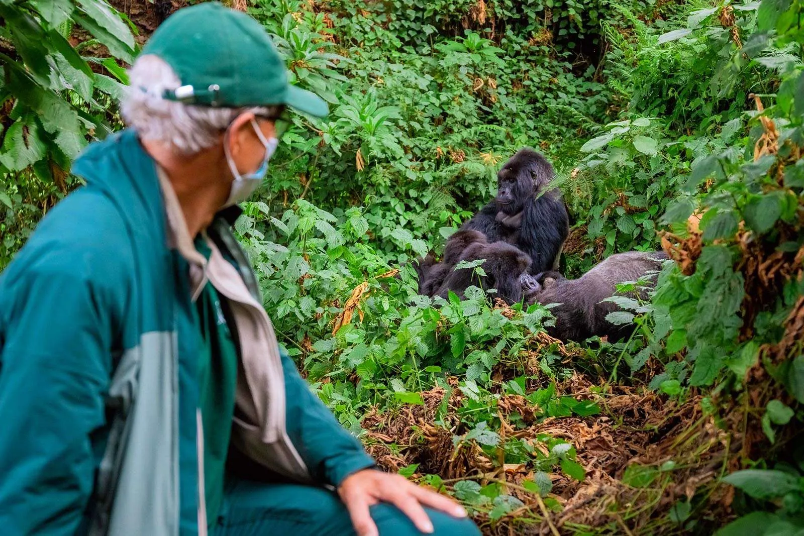 Weekend gorilla trekking safari