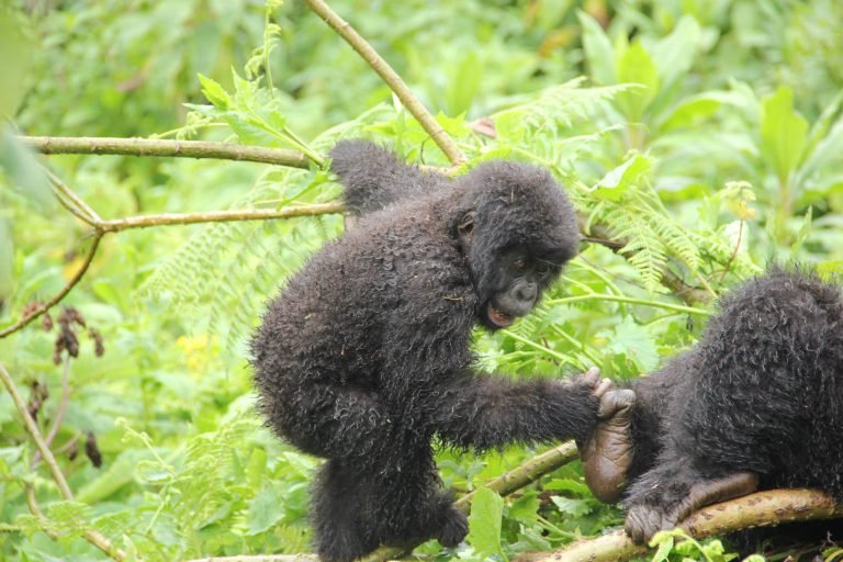 Uganda is a top place to see Gorillas growing