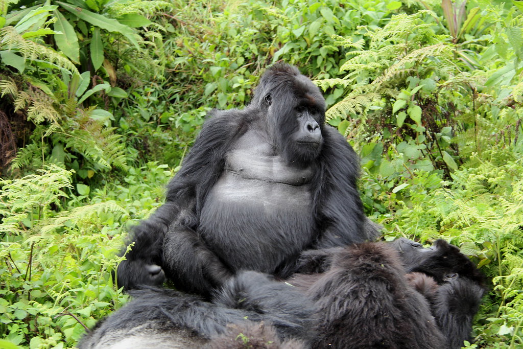 Plan your Uganda gorilla safari bookings with expert guides. Discover Bwindi and Mgahinga, secure your trekking permit, and experience Africa’s gentle giants.