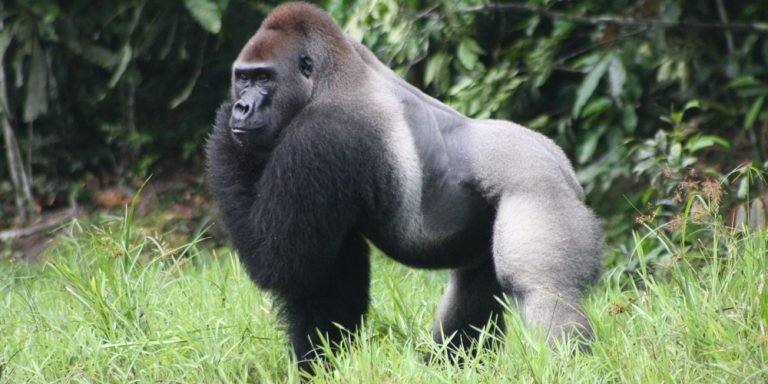 Exploring the Fascinating Types of Gorillas in Africa