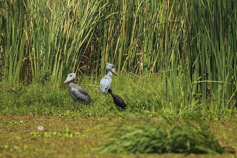 Visit Toro-Semliki Wildlife Reserve
