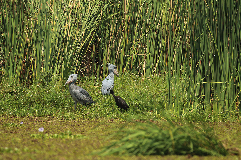 Visit Toro-Semliki Wildlife Reserve