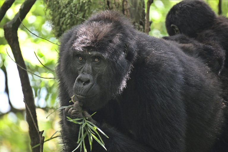 Bwindi for gorilla trekking