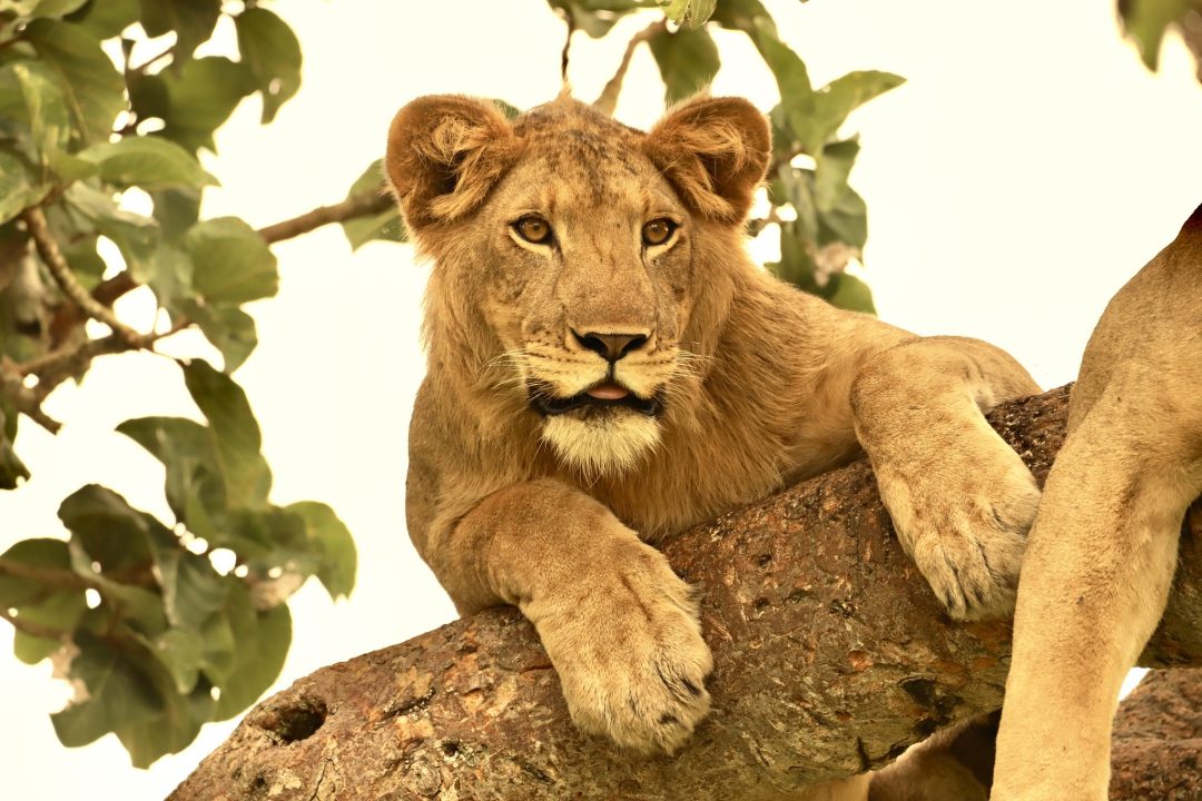Activities in Uganda and their Prices